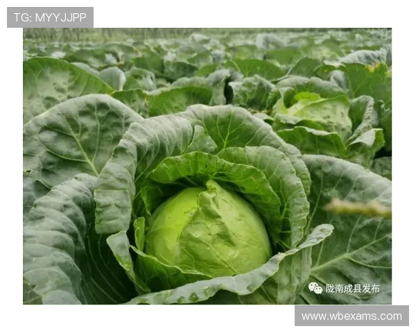 八方体育助力乡村振兴发展体育产业实现农村经济多元化增长